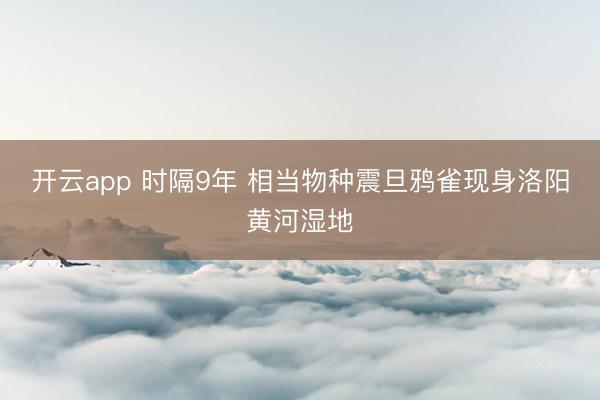 开云app 时隔9年 相当物种震旦鸦雀现身洛阳黄河湿地